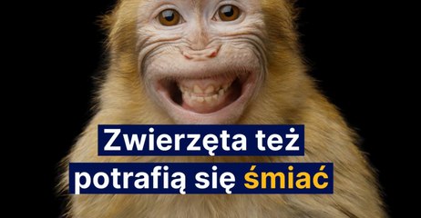 Zwierzęta też potrafią się śmiać