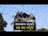 Thousands Of Bats Fly Over Rayagada Sky, Locals Stunned