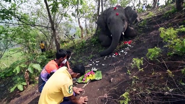 Hallados en India 18 elefantes muertos probablemente a causa de un rayo