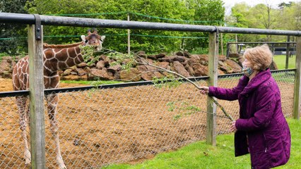 Heart-melting Moment the First Person in the World to Receive COVID-19 Vaccine Meets Baby Giraffe Born on that Same Day