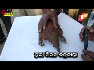 Rare Pangolin Rescued In Odisha