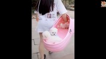 Mini Pomeranian - Funny and Cute Pomeranian puppy Videos  Cute  Animals