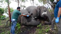 Inde : 18 éléphants découverts morts