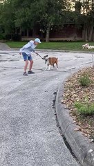 Boxer Wants to Keep Walking