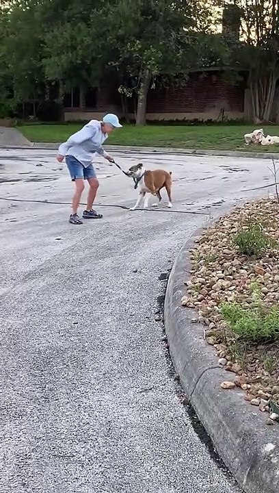 Boxer Wants to Keep Walking