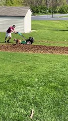 Doggy Tires During Tilling