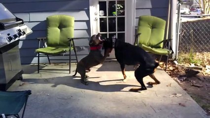Pitbull vs Doberman