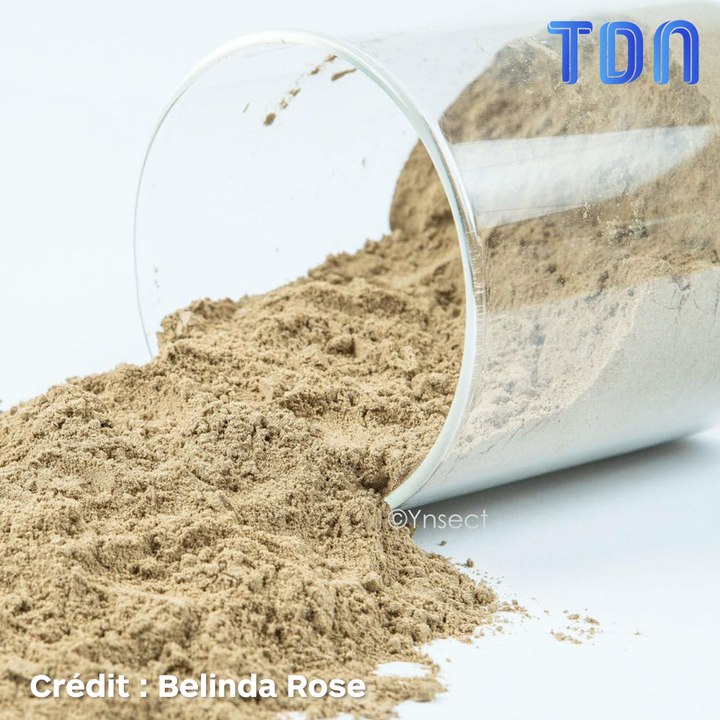 La farine de larves de scarabée bientôt dans certains de nos aliments !
