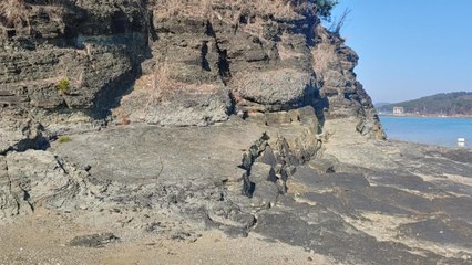 1억 년 전 나뭇가지가 만든 화석 지대, 천연기념물된다 / YTN