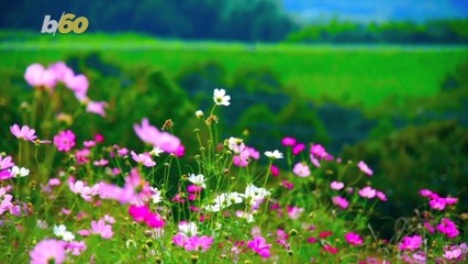 Many People Believe This Is When Summer Actually Starts