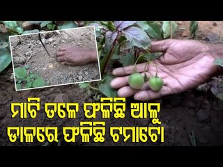 Weird-Tomato Like Veggie Grows On Potato Plant, Agriculture Officer Explains