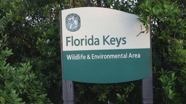 Genetically modified mosquito trial to reduce spread of disease