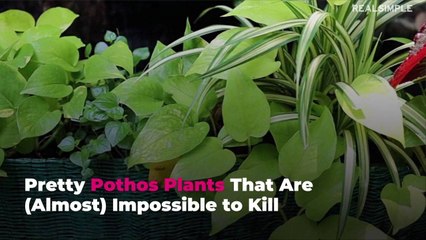 Pretty Pothos Plants That Are (Almost) Impossible to Kill