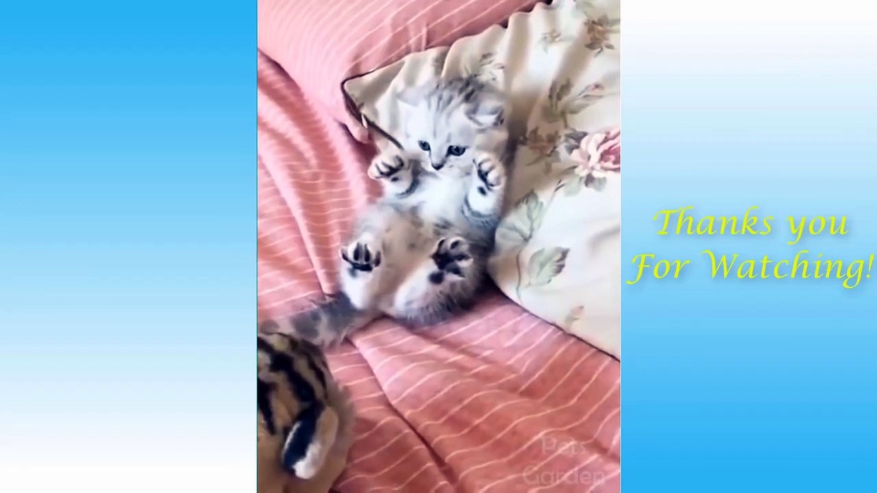 Cute Pets And Funny Animals Compilation #13