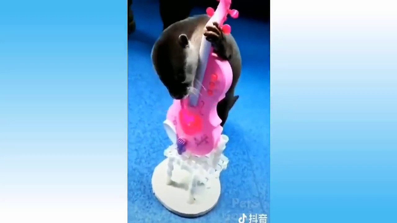 Cute Pets And Funny Animals Compilation #14