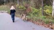 Reactions From People and Dogs While Walking Wolf Dog Puppies In Crowded Park. What You Can Expect