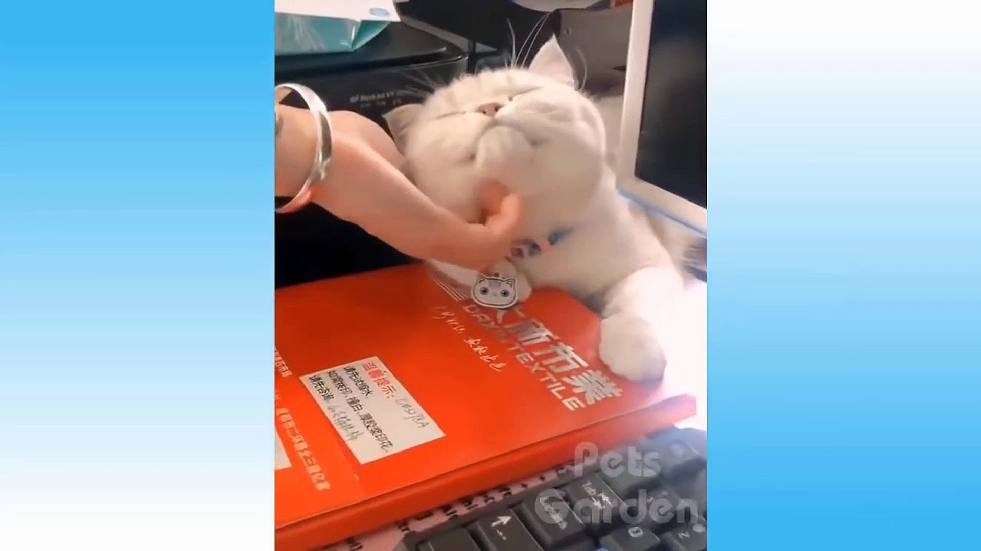 Cute Pets And Funny Animals Compilation #15