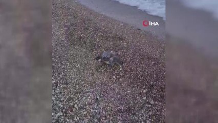 Yumurta bırakmak için geldikleri kıyılarda balıkçı ağlarına dolanıp telef oldular