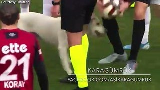 Canine interruption_ How a dog brought a football match to a halt