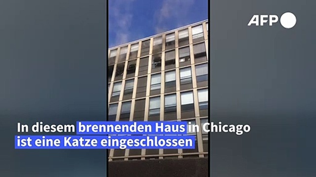 Flucht vor Feuer: Katze springt aus fünftem Stock