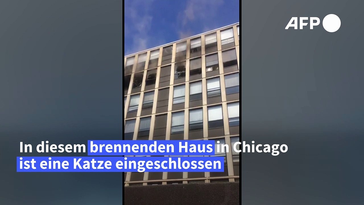 Flucht vor Feuer: Katze springt aus fünftem Stock