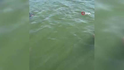 Girdiği göletten cansız bedeni çıkarıldı