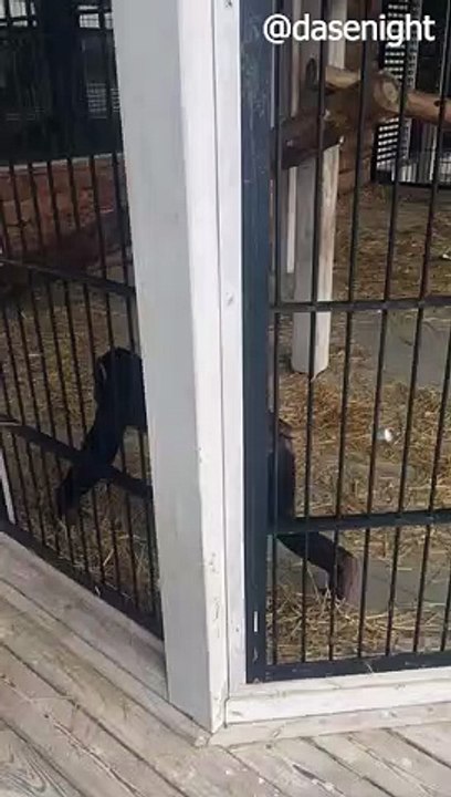 Monkey Makes Off With Mobile Phone