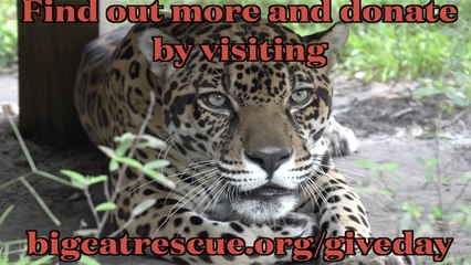 Give Day For BIG Cats