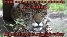 Give Day For BIG Cats