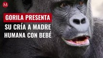 Tierno momento_ gorila le presenta su cría a una madre humana con su bebé