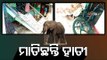 Elephant Herd Wreaks Havoc, Damage Houses & Crops In Mayurbhanj