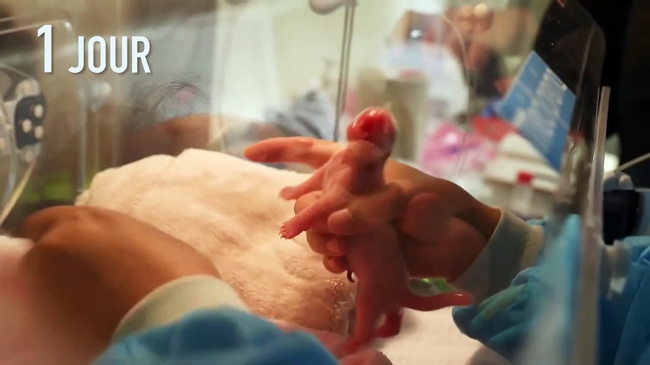 Le bébé panda de Beauval fête son premier mois