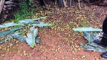 The wild mushrooms in Yunnan are coming to an end. After an autumn rain, we are going to try our luck in the mountains