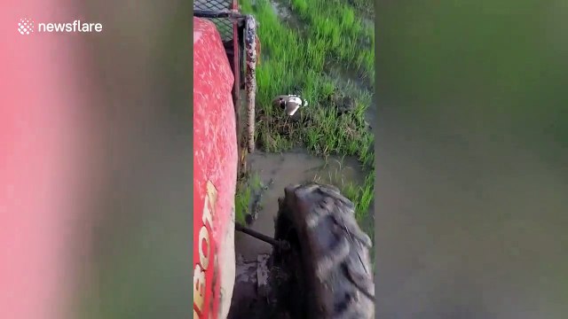 Cette maman oiseau protège ses oeufs d'un tracteur