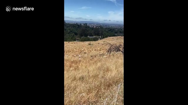 Les pompiers californiens relachent 3000 chèvres pour éviter les feux de foret
