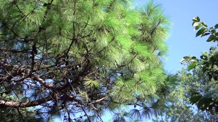 I dug some hornet pupae from the ground, and then I have a table of Dai-flavored buns, this is Yunnanese’s own supper