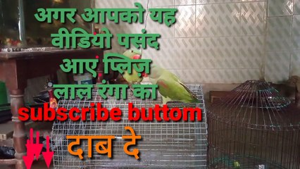 Pair parrot is playing