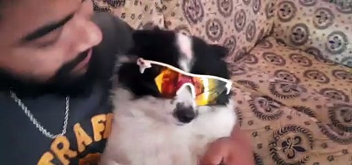 Cute dog Expensive Glass use for photos shoot #Shorts