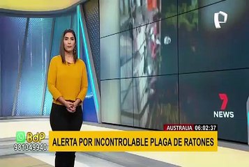 Australia: crece alarma por plaga de ratones que azota a los granjeros