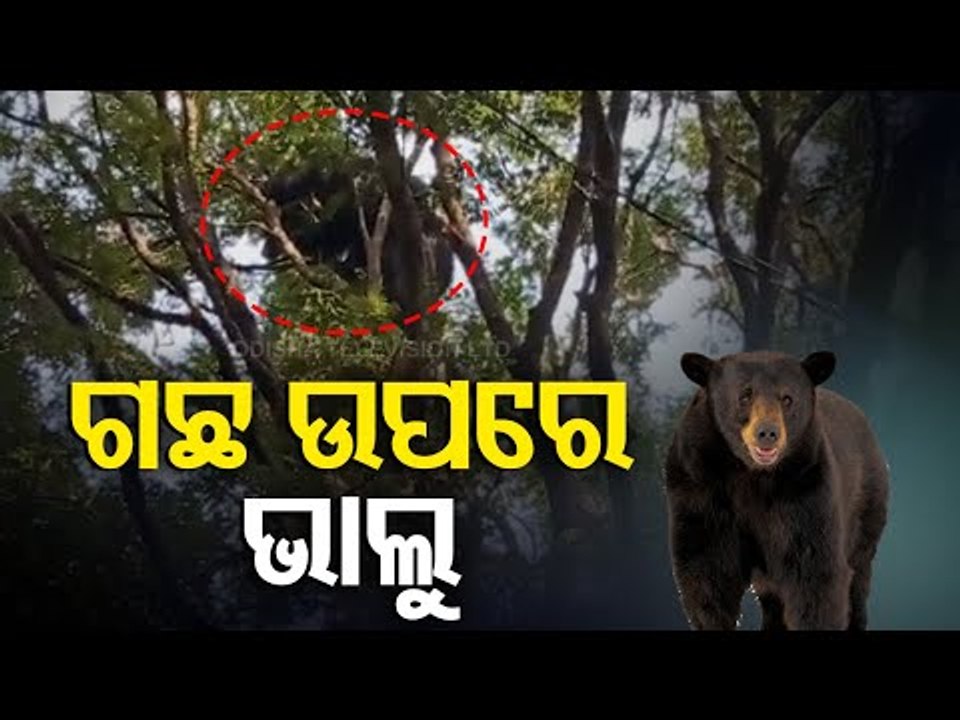 Wild Bear Climbs Tree In Jeypore, Panic Among Locals