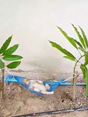 Sleepy Puppy Snoozes in a Hammock