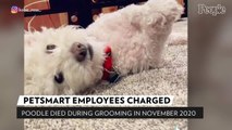 PetSmart Employees Charged After Sports Reporter's Poodle Dies During Grooming Visit