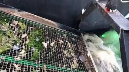 Gemlik Körfezi’nde plankton temizliği başladı