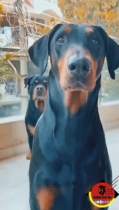 May i come in #rottweiler Massive status