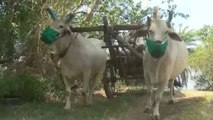 From masking oxen to doing havan, watch how this MP village is fighting Covid-19