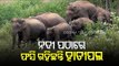 Elephant Herd Stranded In Mahanadi Riverbank In Cuttack