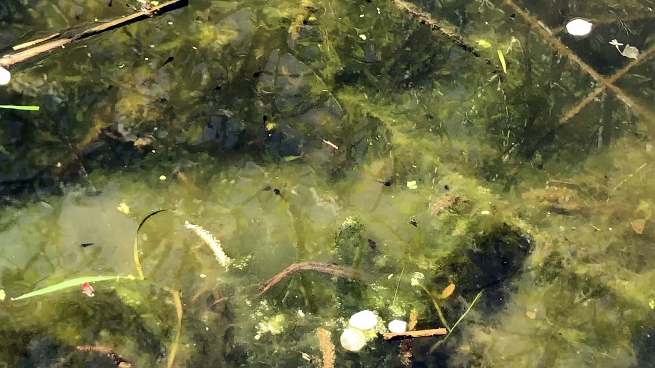 Une multitude de têtards dans l'étang de la rue Empire
