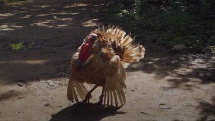Gobble Gobble! Experts Predict a Wild Turkey Boom Following Cicada Swarm