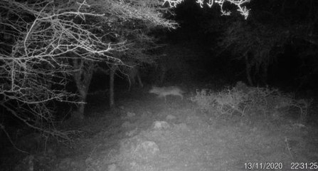 Uzun yıllar sonra ilk kez İzmir'de kurt görüntülendi