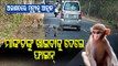 Special Story | Lure Of Food Keeps Monkeys Roaming Dhenkanal Forest Road